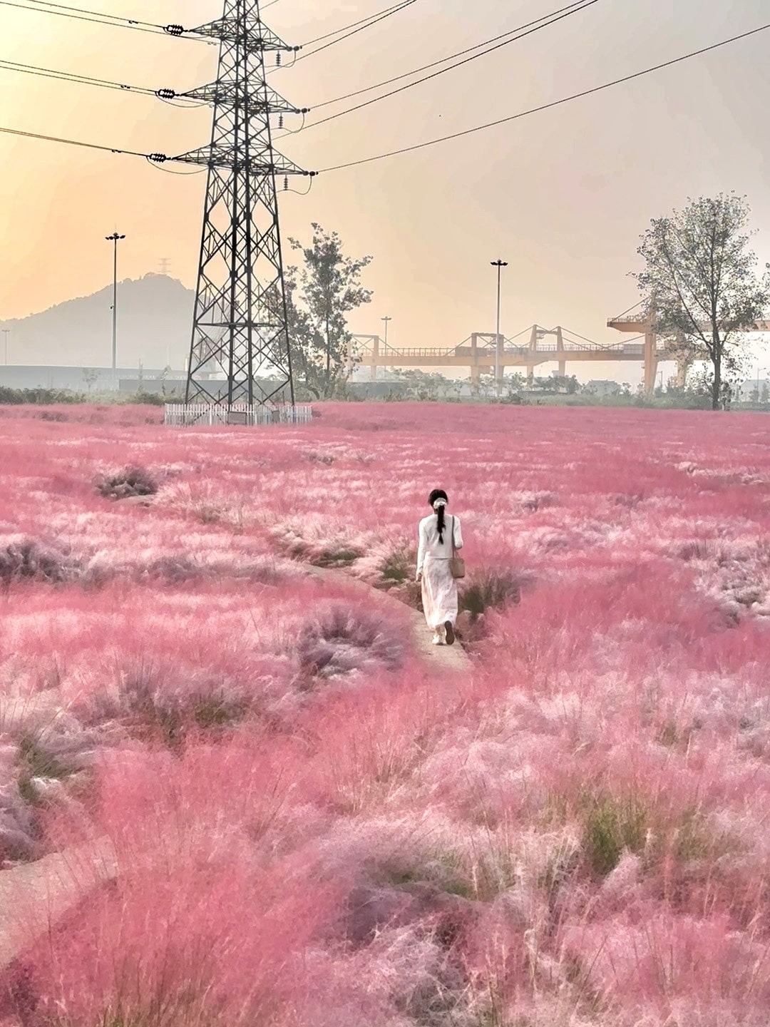 Next to Yiqiao Bridge in Xiaoshan, Hangzhou, the blooming Pink Muhly Grass resembles a giant pink blanket covering the ground, creating a very beautiful scene.