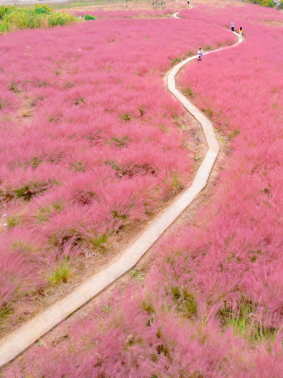 Next to Yiqiao Bridge in Xiaoshan, Hangzhou, the blooming Pink Muhly Grass resembles a giant pink blanket covering the ground, creating a very beautiful scene.