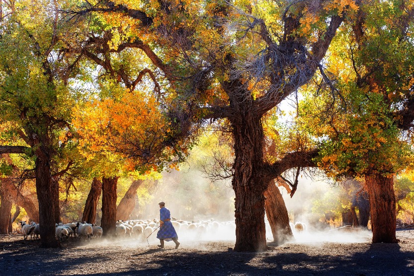 Poplar Forest in Ejina, Inner Mongolia, is dyed in autumn colors, with golden leaves hanging on the branches, creating a vivid oil painting with the nomadic people.