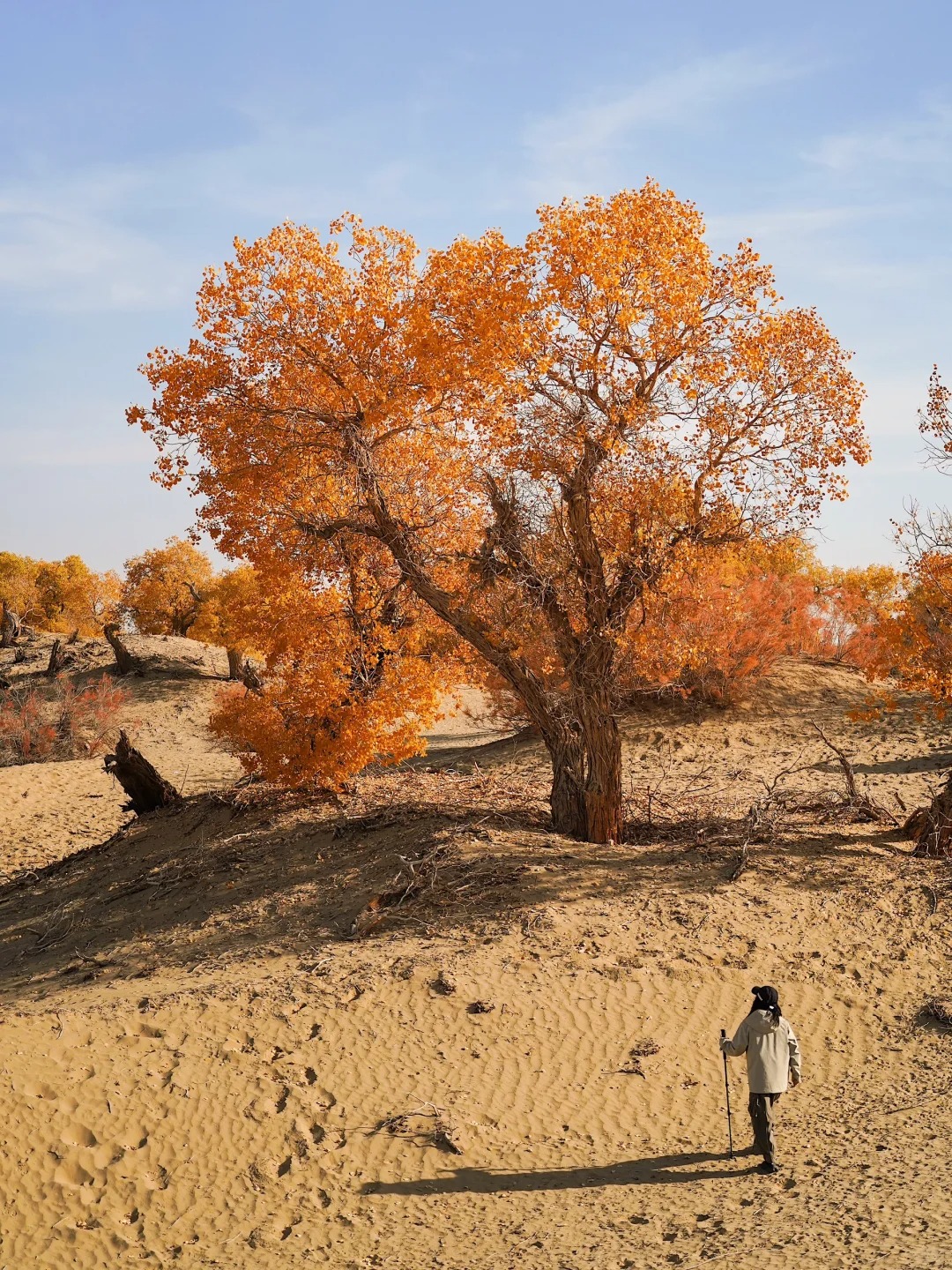 The Poplar Forest in Tarim, Xinjiang, combines desert and natural landscapes, and is the world's oldest and largest poplar forest reserve.