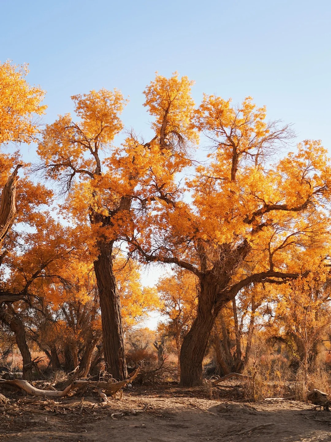 Poplar Forest in Ejina, Inner Mongolia, is dyed in autumn colors, with golden leaves hanging on the branches, creating a vivid oil painting with the nomadic people.0