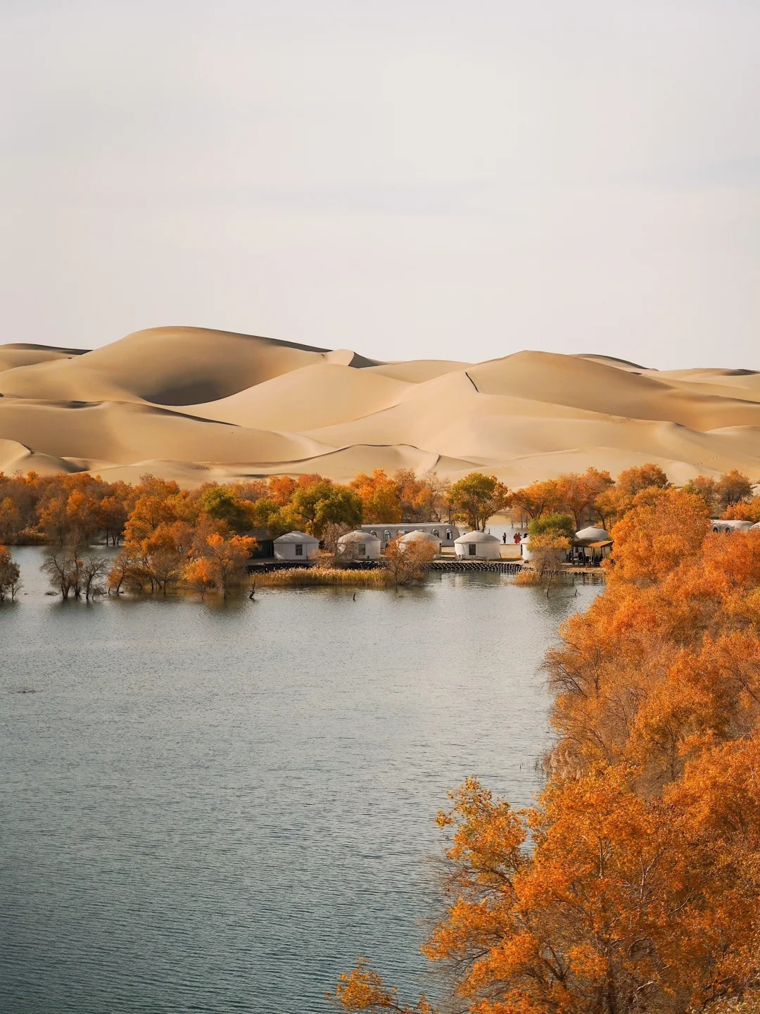 Poplar Forest in Ejina, Inner Mongolia, is dyed in autumn colors, with golden leaves hanging on the branches, creating a vivid oil painting with the nomadic people.1