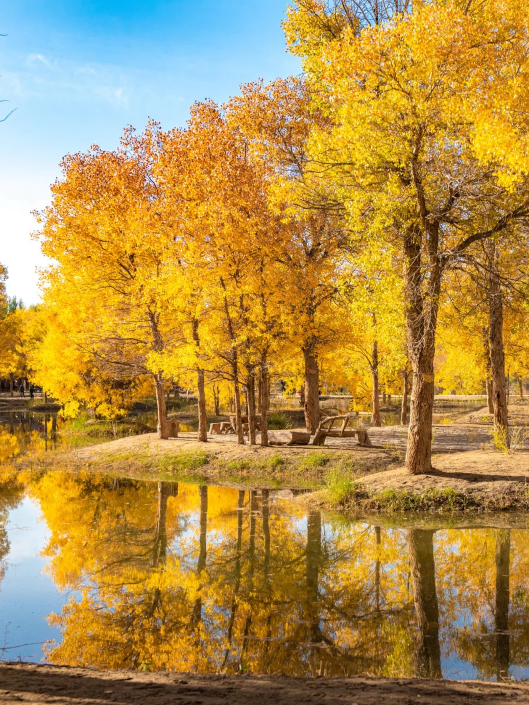 Most of the poplars in the world grow in Xinjiang, Inner Mongolia, Gansu, and other places in China, entering the best viewing period starting from mid-to-late September each year.