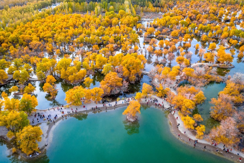 Jinta Tidal Lake Forest Farm in Gansu has a desert oasis covering an area of over 80,000 acres, with the poplar forest covering more than 10,000 acres.