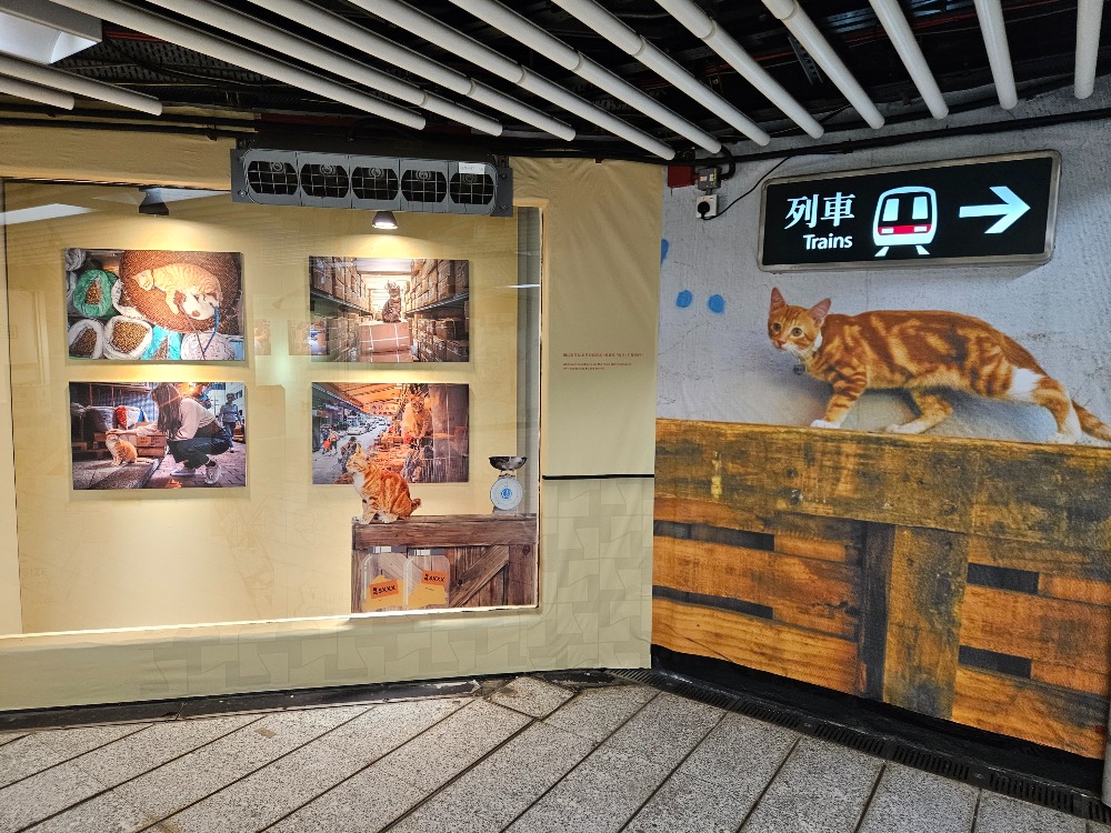 《同萌社區 THE COMMEOWNITY》貓店長·窩心攝影展