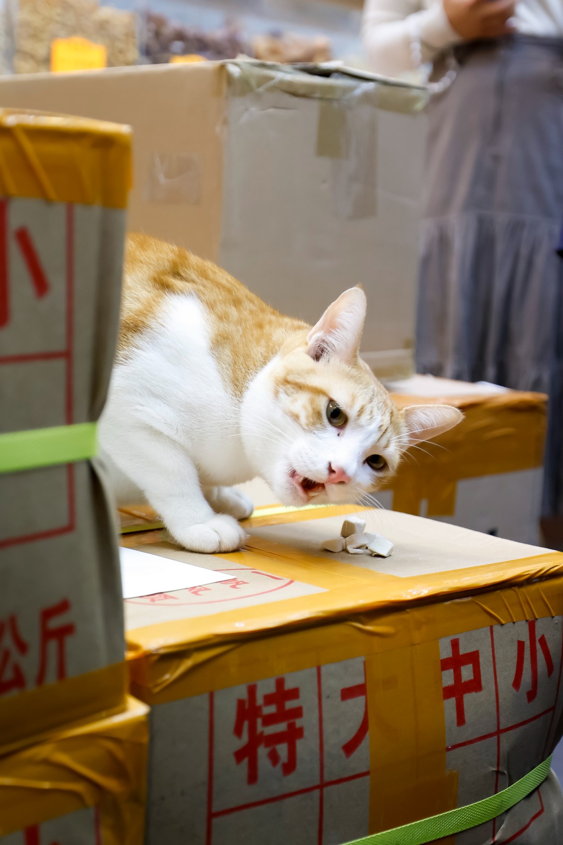 林橋記貓店長「上海仔」，展覽的9位貓店長之一。