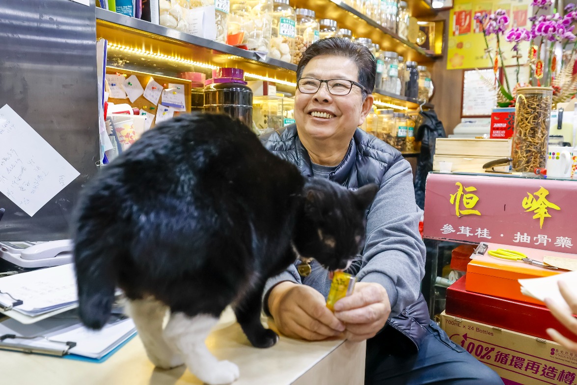 恆峰參藥行貓店長「白朮」，展覽中9位貓店長之一。