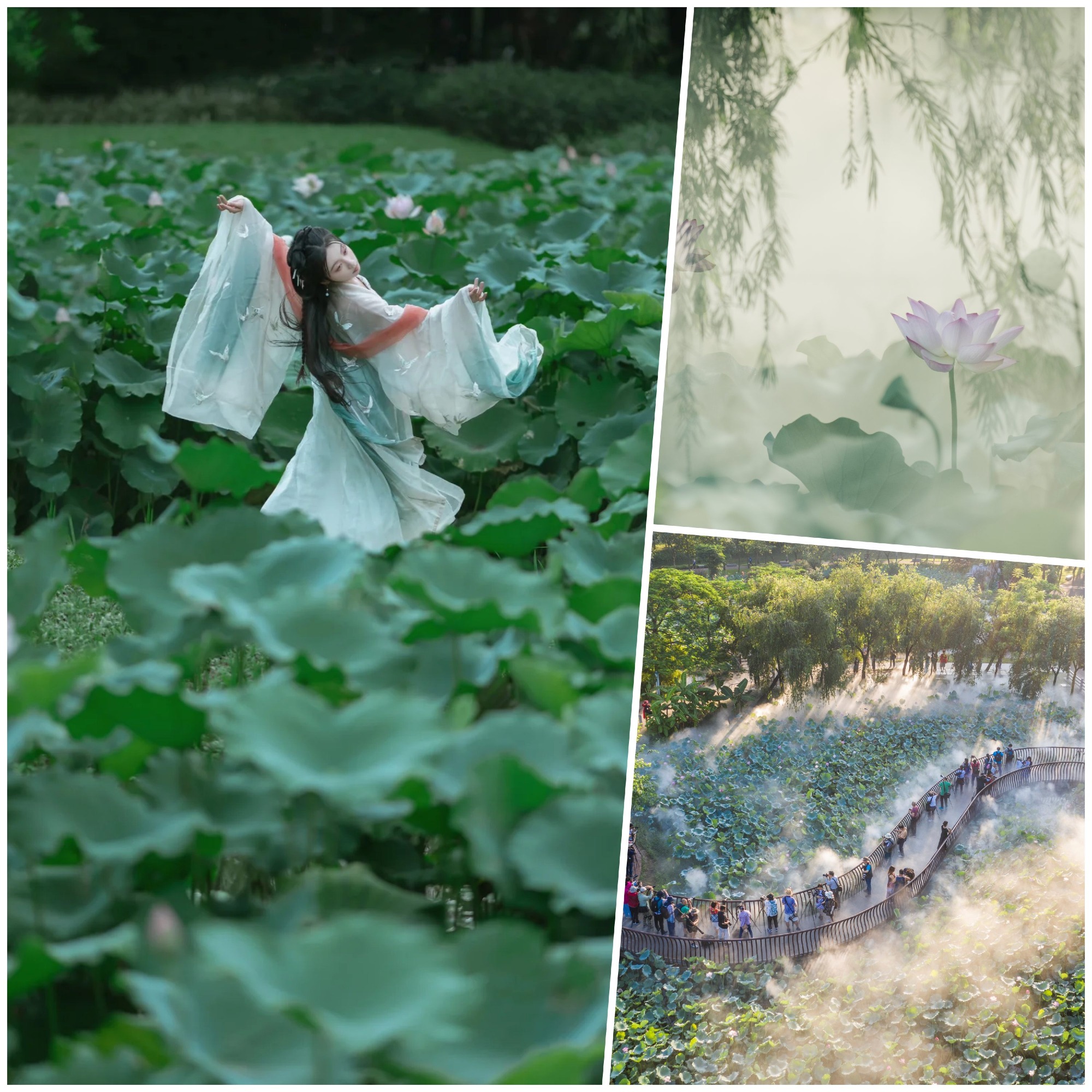 Enjoy the beauty of summer lotus in Foshan Asian Arts Park Onehour