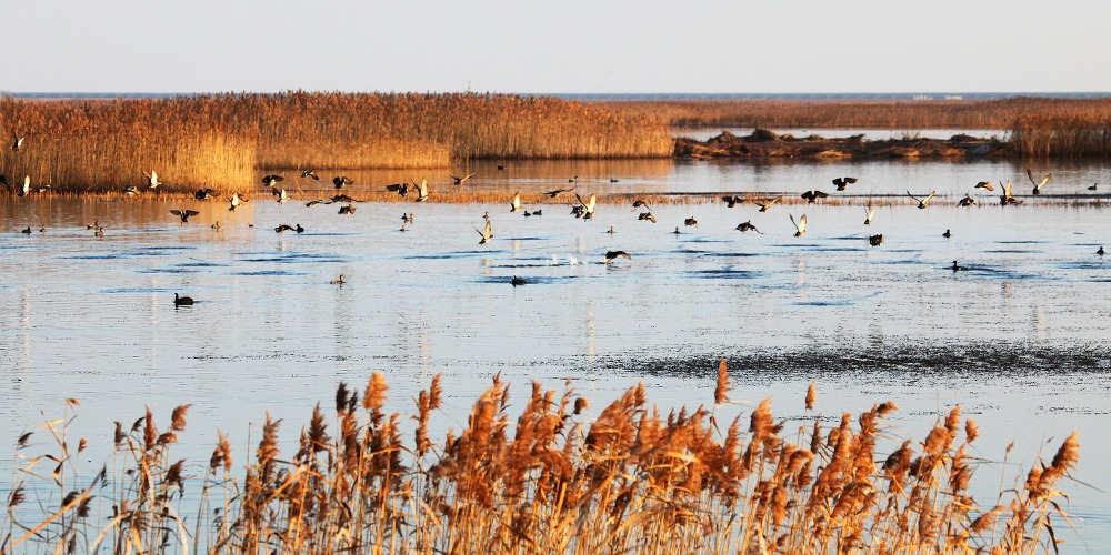 The Shanghai Chongming Dongtan Migratory Bird Habitat is the southernmost heritage point of China's Yellow (Bohai) Sea Migratory Bird Habitat (Phase II).