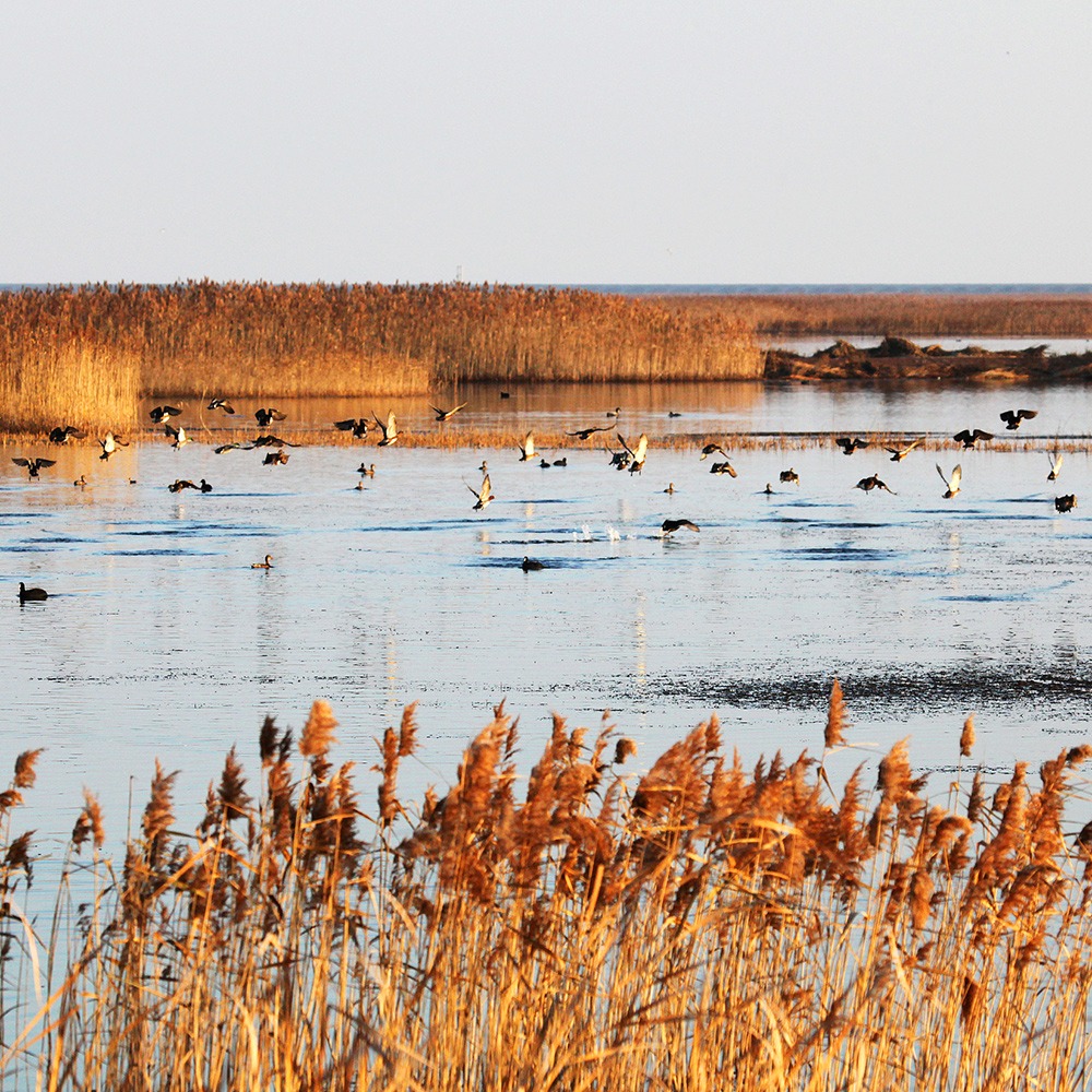 The Shanghai Chongming Dongtan Migratory Bird Habitat is the southernmost heritage point of China's Yellow (Bohai) Sea Migratory Bird Habitat (Phase II).