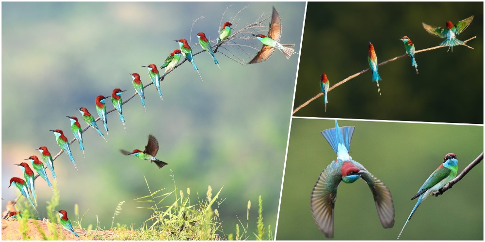 Recently, the bird known as 'China's most beautiful small bird', the Blue-throated Bee-eater, has been sighted on the Yangshan river beach in Qiliping Township, Red An County, Huanggang City, Hebei Province. The colourful birds have added to the stunning landscape, creating a beautiful scene.