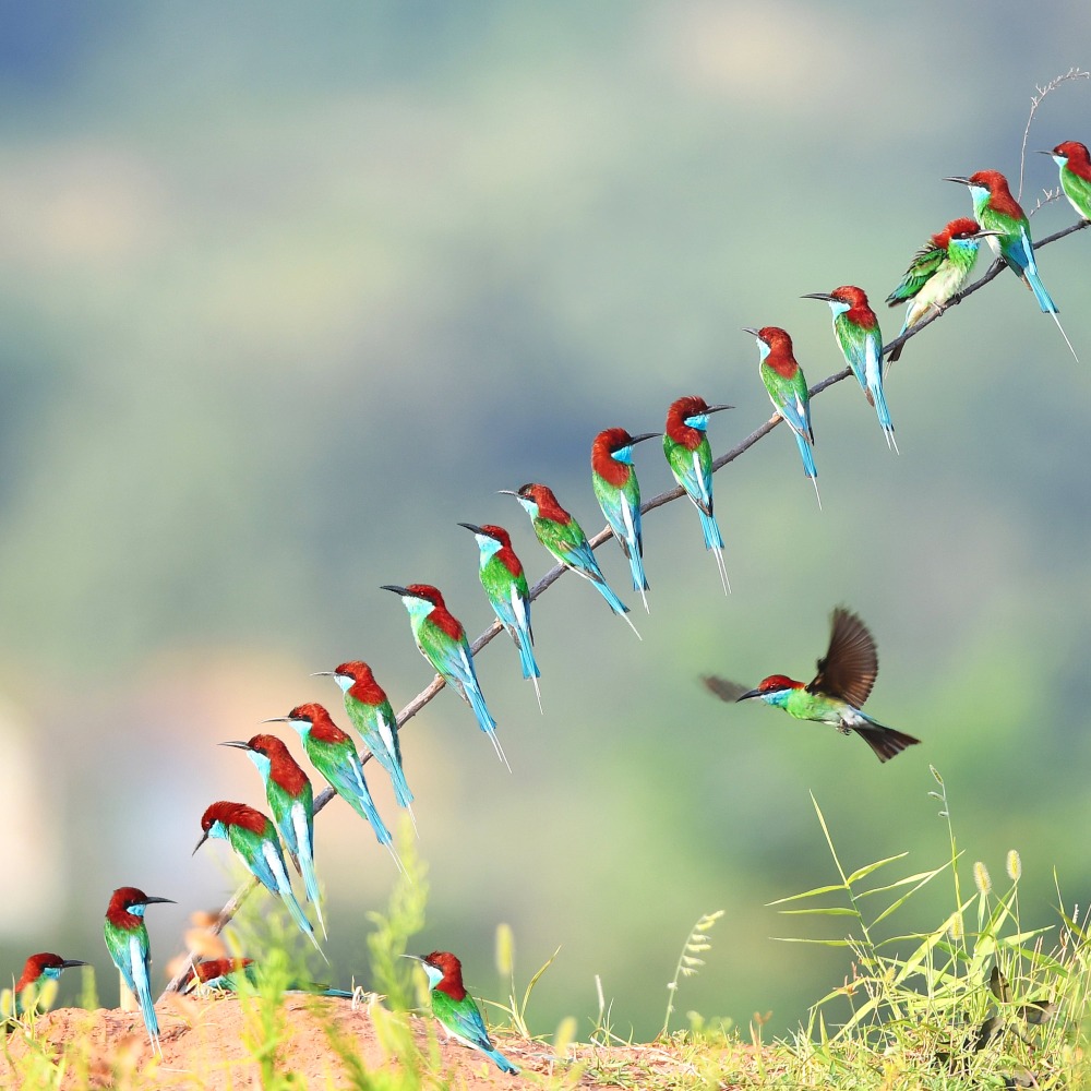 Recently, the bird known as 'China's most beautiful small bird', the Blue-throated Bee-eater, has been sighted on the Yangshan river beach in Qiliping Township, Red An County, Huanggang City, Hebei Province. The colourful birds have added to the stunning landscape, creating a beautiful scene.