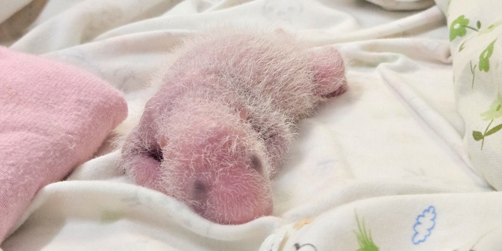 Native Hong Kong Giant Panda cubs