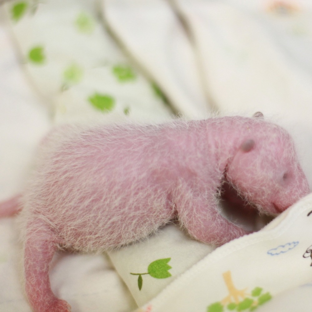 Native Hong Kong Giant Panda cubs