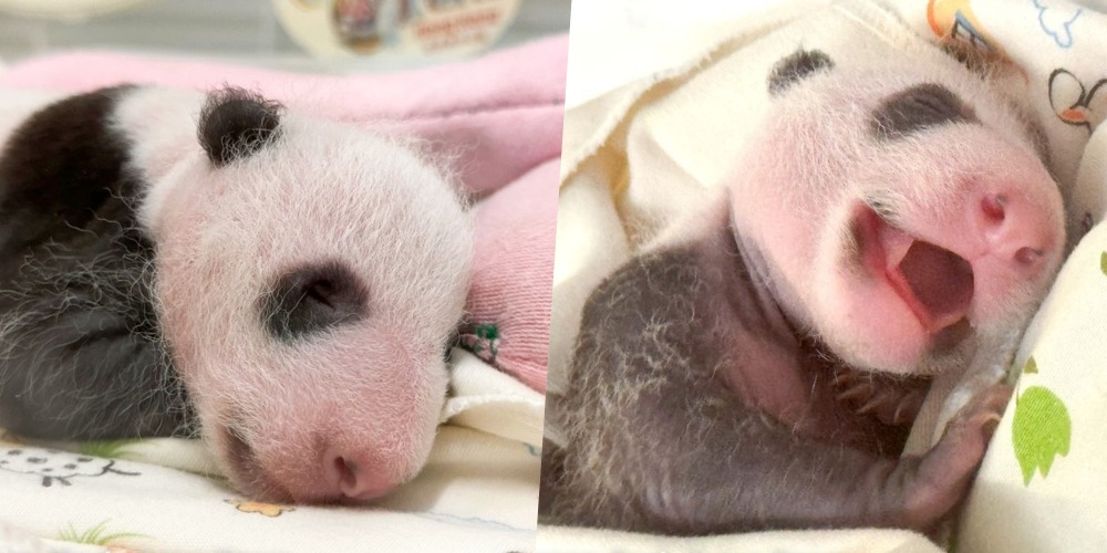 Local Panda Babies Siblings