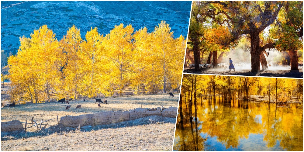 As November begins, many places in China have entered the late autumn season, surrounded by rich autumn colors, creating charming landscapes, including the golden forest sea - the 