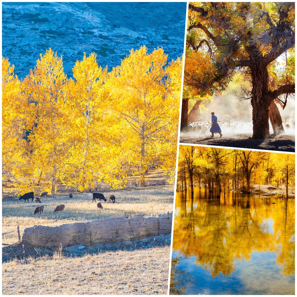 As November begins, many places in China have entered the late autumn season, surrounded by rich autumn colors, creating charming landscapes, including the golden forest sea - the 