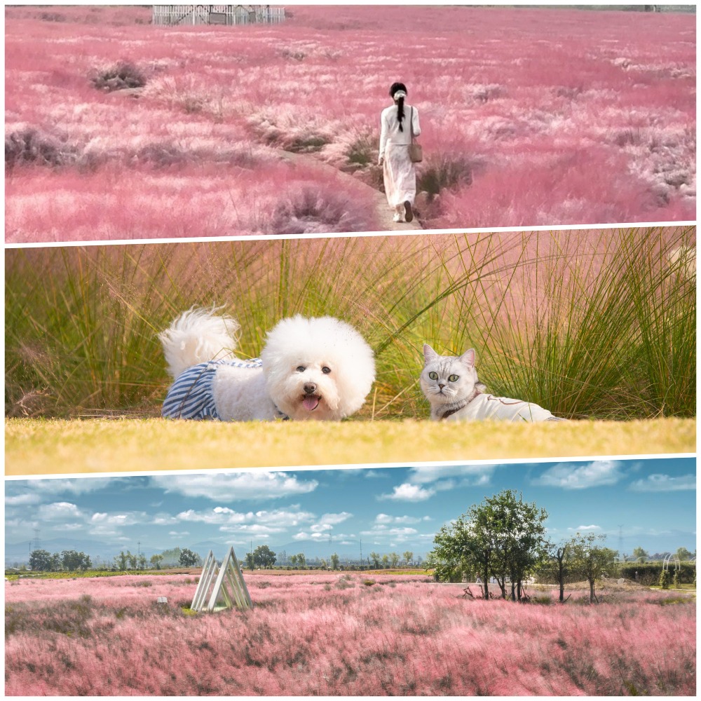 Muhlenbergia capillaris in China