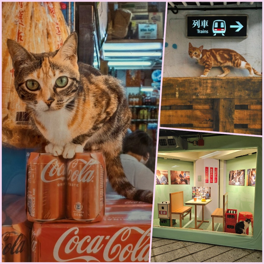 港鐵中環站《同萌社區》貓店長攝影展